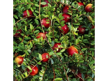 175���. ������ ������������� ��� ����.jpg