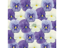 ����� ������ ����� ��������� ������� 10�� 33,5.jpg