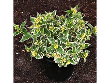 415���. ��������� ������������� ��� �����.jpg