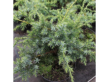 95,7���. ������������ Juniperus chinensis Blue Alps.jpg