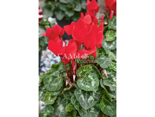 �������� ������ 4�� 36.jpg