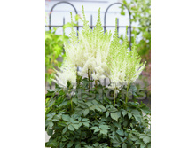 115,3���. �������� PARTIEZZ ��� �����(�������� ���� �� 1 ��., ����������� ����� 1��.)���16.jpg