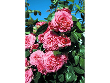 �������� 220���. (����� �������� ��� 15��.).jpg