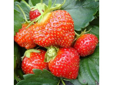 54,47���. ��������� ������� ���� �� ���(���������� ������ ������ ���������� �� 3 ��.)���15.jpg