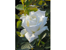 ���������� 220���. (����� �������� ��� 5��.).jpg