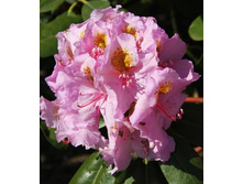 301���. ����������� ��������� ����.jpg