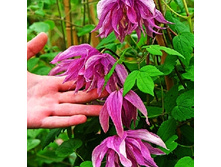 245���. �������� ����� ����.jpg