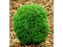 101,2���. ��� Thuja occidentalis Teddy.jpg