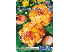 ������ ������-�������.jpg