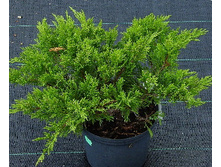 95,7���. ������������ Juniperus sabina Rockery Gem.jpg