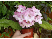 UA-��������