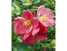 136���. ���� ������������ (���������) ���� ����.jpg