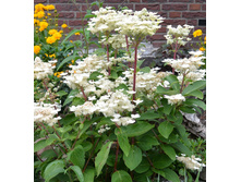 229���. ��������� ����������� ������ ���16.jpg