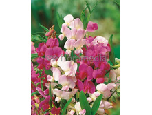 69,4���. ���� ������������� ����� (�������, �������, �����)(�������� ���� �� 3 ��., ����������� ����� 1��.).jpg