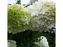 148���. ��������� ����������� ���������.jpg