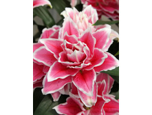 59���. ����� ROSELILY �������(�������� ���� �� 5 ��., ����������� ����� 1��.)���16.jpg