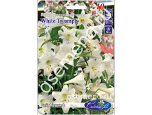 ���� ������.jpg