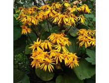 ��������� �������� ������.jpg