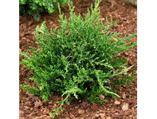 106,7���. ������������ Juniperus horizontalis Prince of Wales.jpg