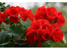 ������, ������������������� ��������� ���� (Inovia)