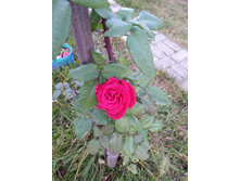 20151006 063327.jpg