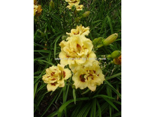 Hemerocallis Little Miss Manners.jpg