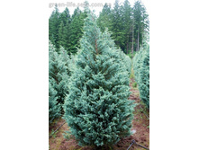 106,7���. ������������ Juniperus scopulorum Moonglow.jpg