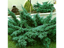 95,7���. ������������ Juniperus media Pfitzeriana Glauca.jpg