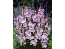 103,7���. ��������� ����� �����(�������� ���� �� 1 ��., ����������� ����� 1��.).jpg