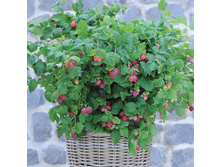 480���. ������ ���� ����� ���16.jpg