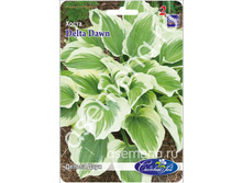 �����	������ ����	Delta Dawn