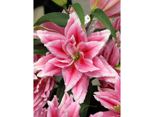 59���. ����� ROSELILY �����(�������� ���� �� 5 ��., ����������� ����� 1��.)���16.jpg