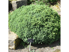 123,2���. ��� Picea glauca Echiniformis.jpg