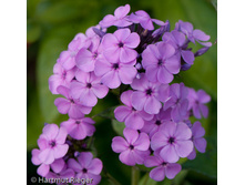 79,37���. ����� ��� ����(�������� ���� �� 3 ��., ����������� ����� 1��.)���15.jpg