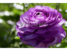 Ranunculus Purple Shades.jpg