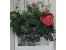 ����� �����.jpg