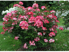 ������+(�)(���)