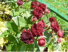 Red Sensation (4).JPG