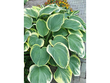 238,1���. ����� ��������� ������ ����(�������� ���� �� 1 ��., ����������� ����� 1��.)���16.jpg