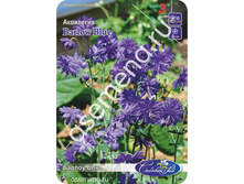 ������ ���.jpg