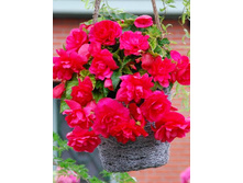 50,44���. ������� ������ ������� �������(�������� ���� �� 5 ��., ����������� ����� 1��.).jpg