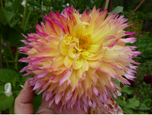 ����� �����