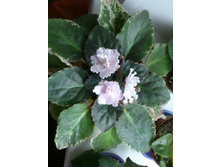 Natalia's Extravagante