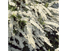 122���. ������ ��������� ��������.jpg