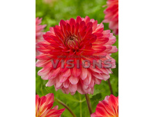 86,6���. �������� ������ ������(�������� ���� �� 1 ��., ����������� ����� 1��.)���16.jpg