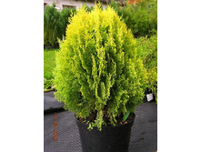 95,7���. ��� Thuja orientalis Aurea Nana.jpg