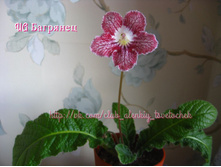 DS ��������