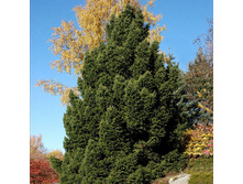 172,7���. ��� Picea abies Ohlendorffii.jpg