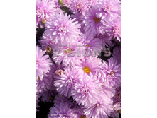 90,5���. ����� ���������(�������� ���� �� 1 ��., ����������� ����� 1��.)���16.jpg