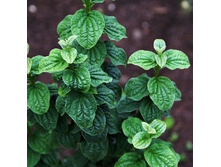 139���. ���� ������� ���������.jpg